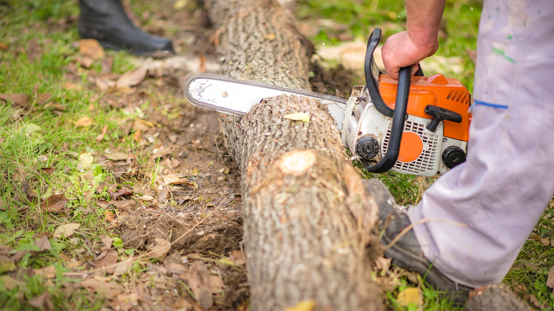 tree removal service in new haven county